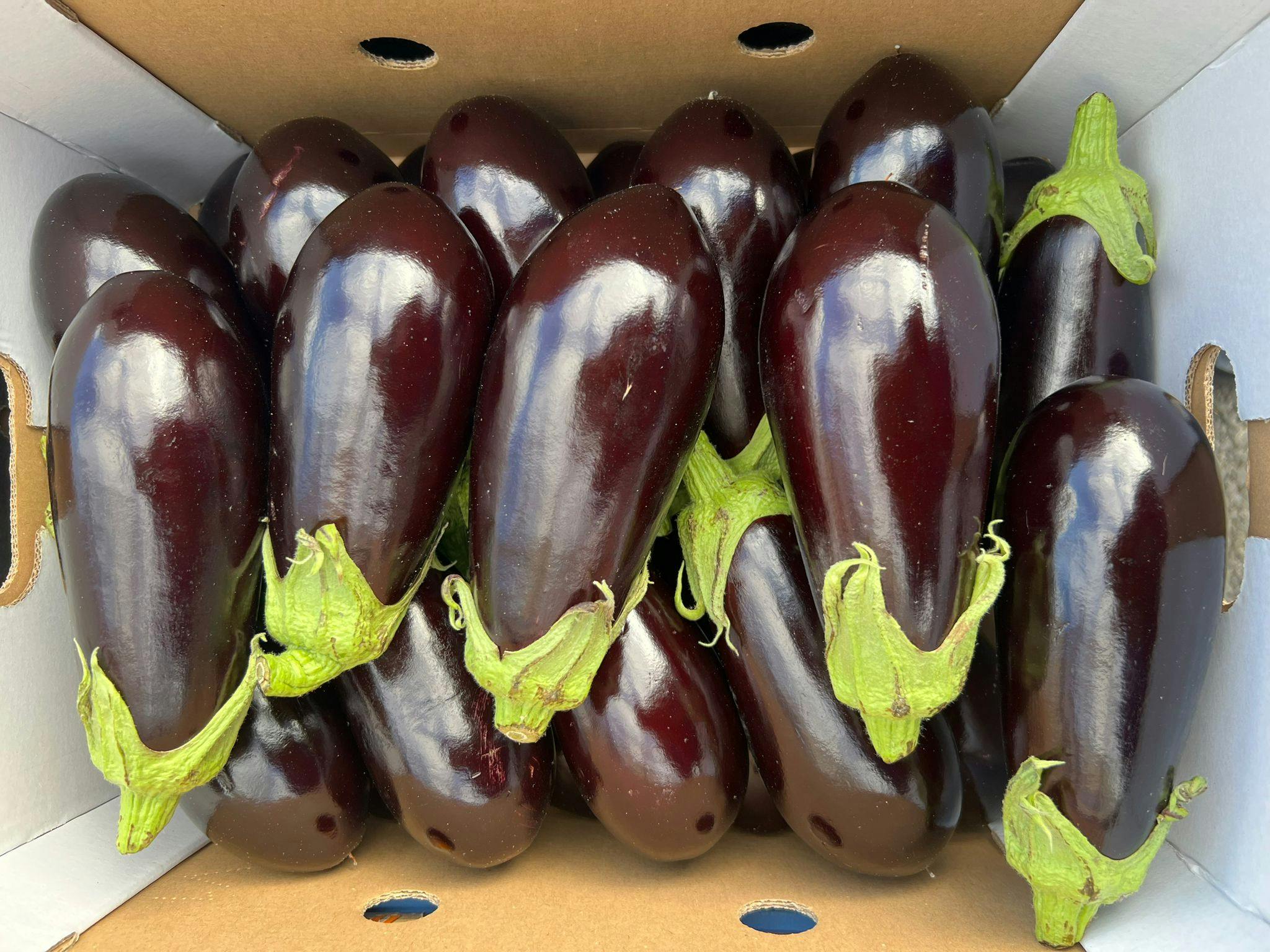 Huge fresh Aubergine