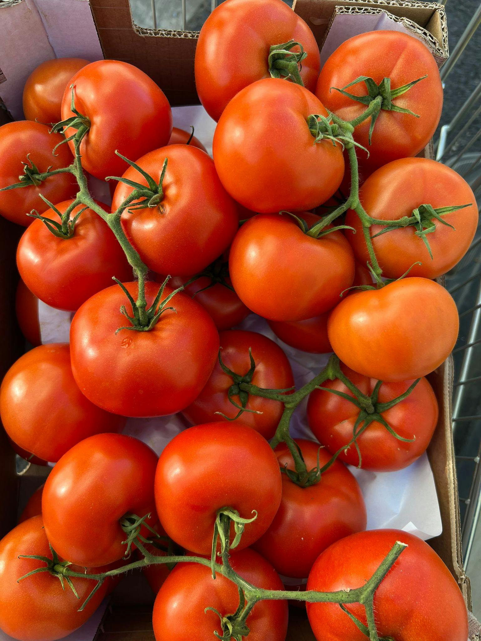 Juicy tomatos on stem