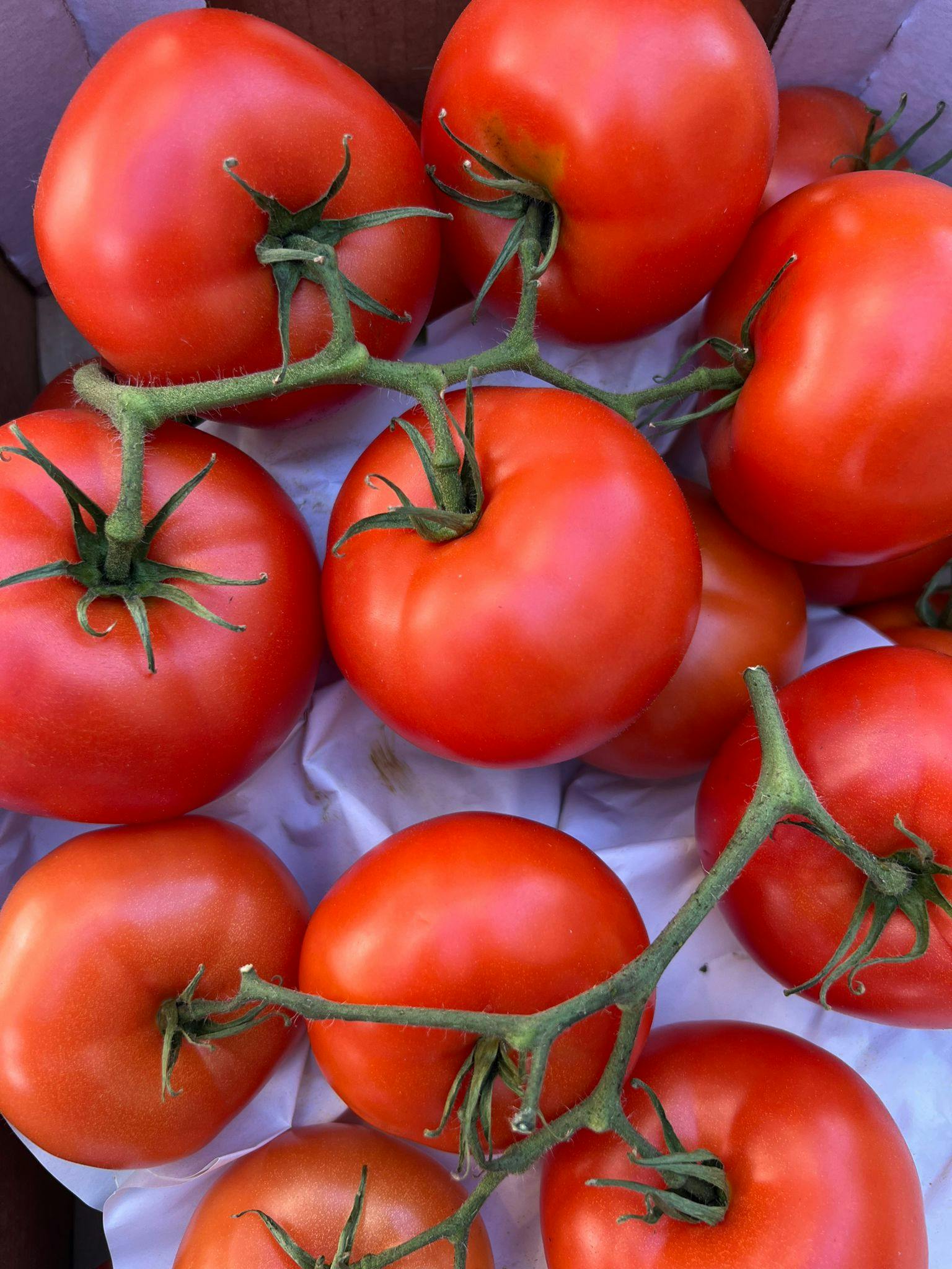 Large tomatos