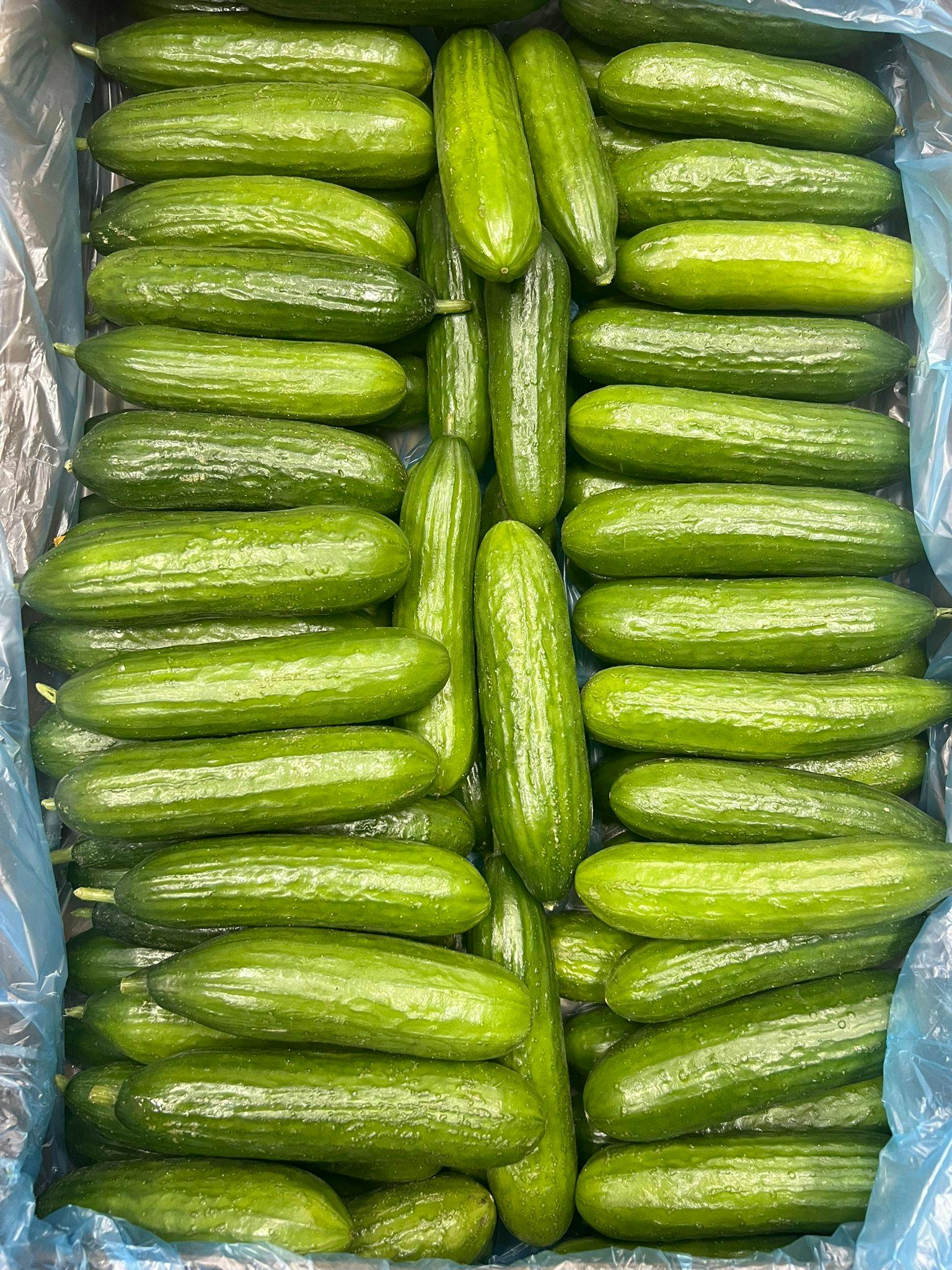 Fresh large cucumbers